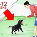 Labrador retrievers träning
