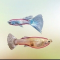 Identifiera manliga och kvinnliga guppies