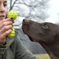 Leker med din hund