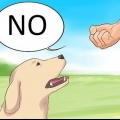 Säg nej till din hund