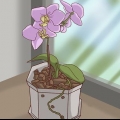 Transplantera orkidéer