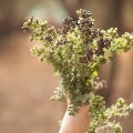 Torka oregano