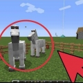 Uppfödning av hästar i minecraft