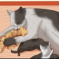 Ge bort nyfödda kattungar