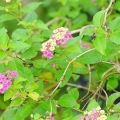 Plantera sticklingar
