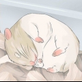 Ha kul med din hamster