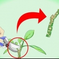 Plumeria sticklingar