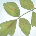 Desarmerande poison oak