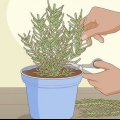 Plantering, skötsel och skörd av rosmarin