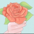 Plantera rosor