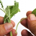 Torkande salvia