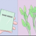Växande salvia