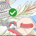 Beskärning salix integra