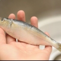 Förbered sardiner
