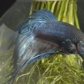 Uppfödning av siamesisk kampfisk