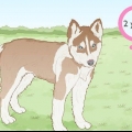 Uppfödning av siberian huskies