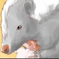 Skrämma bort skunks