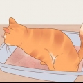 Minska stress hos katter