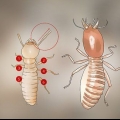 Identifiera termitlarver