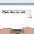 Att få tillstånd från dina föräldrar att ha en hamster