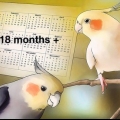 Uppfödning av cockatiels