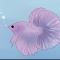 Avgöra om din betta-fisk är sjuk