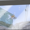 Avgöra om din fisk är död