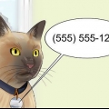 Flytta med en katt
