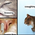 Behandla en förkylning hos en katt