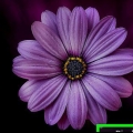 Se google bilder