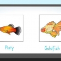 Mata fisk