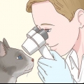 Ta hand om en blind katt