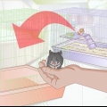 Ta hand om en hamster som är sjuk eller döende