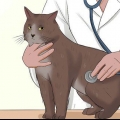 Ta hand om en katt med felv