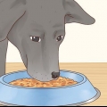 Ta hand om en labrador retriever