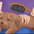 Att ta hand om en shih tzu