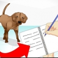 Ta hand om en sjuk hund