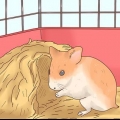 Ta hand om hamsterbebisar