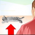 Ta hand om din katt efter kastrering eller kastrering
