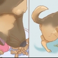 Förhindra en hund från att kissa inne efter att ha varit ute