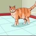 Förhindra din katt från att kissa i huset