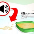 Förhindra din katt från att kissa på platser där det inte är tillåtet