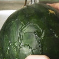 Frysande vattenmelon