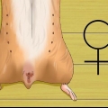 Att veta om din hamster är gravid