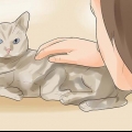 Att veta om din katt är döende