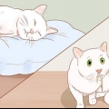 Att veta när din katt är sjuk