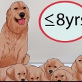 Att veta när man ska sluta föda upp en honhund