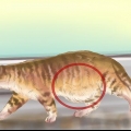 Diagnostisera maskar hos en katt