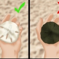 Rengöring och bevarande av sanddollar