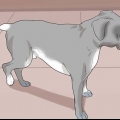 Se om en hund har ont